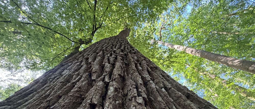 Looking up an oak trunk towards the canopy and the sky